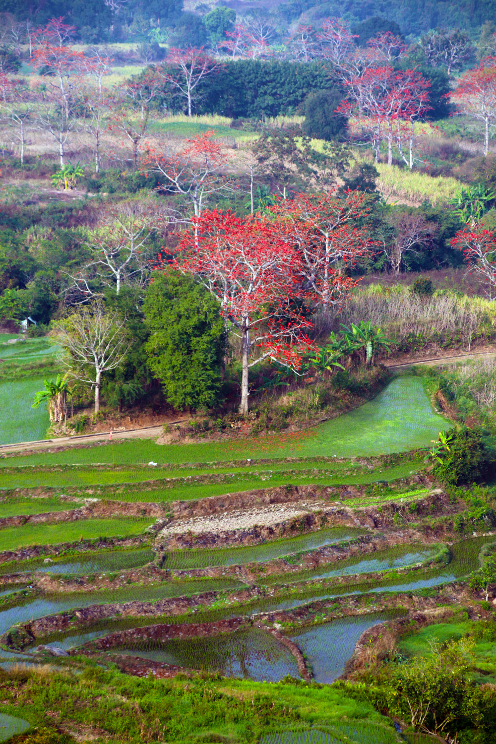 � ��������ϵ �b�181 ������Į�����_����_����.jpg