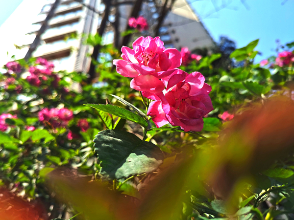 20220422���D����SIT�W(xu��)�ӏļ��l(xi��ng)�ā�(l��i)�Ĵ��� (20).jpg