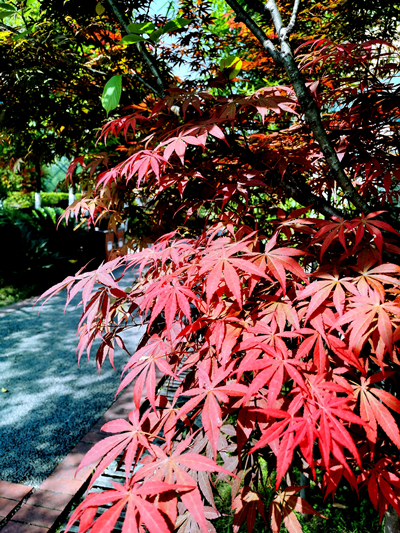 20220422���D����SIT�W(xu��)�ӏļ��l(xi��ng)�ā�(l��i)�Ĵ��� (19).jpg